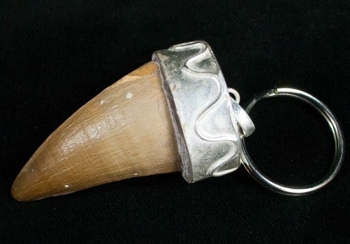 Authentic Fossil Mosasaurus Tooth Keychain #11137